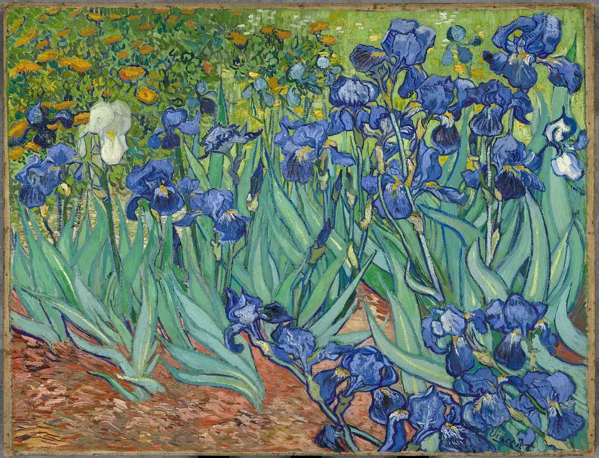 Van Gogh's Irises: a bed of blue irises with one white bloom among them.