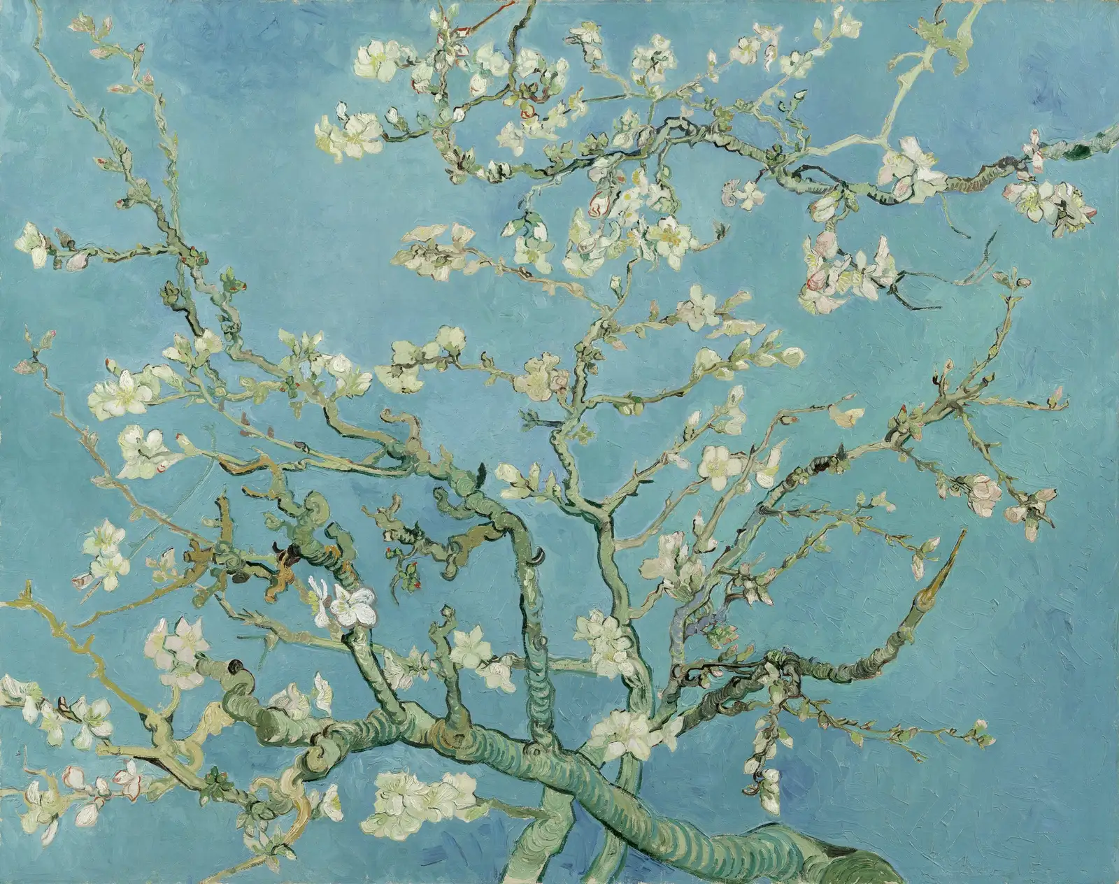 Van Gogh's Almond Blossom: white blossoms on dark branches spreading across a flat turquoise sky.